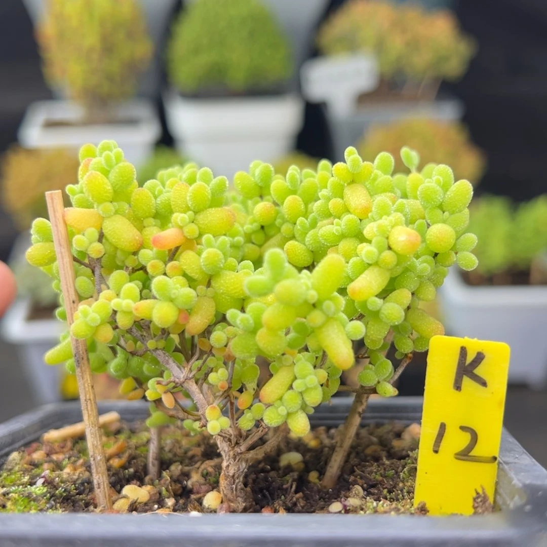 金桔带盆带土发货