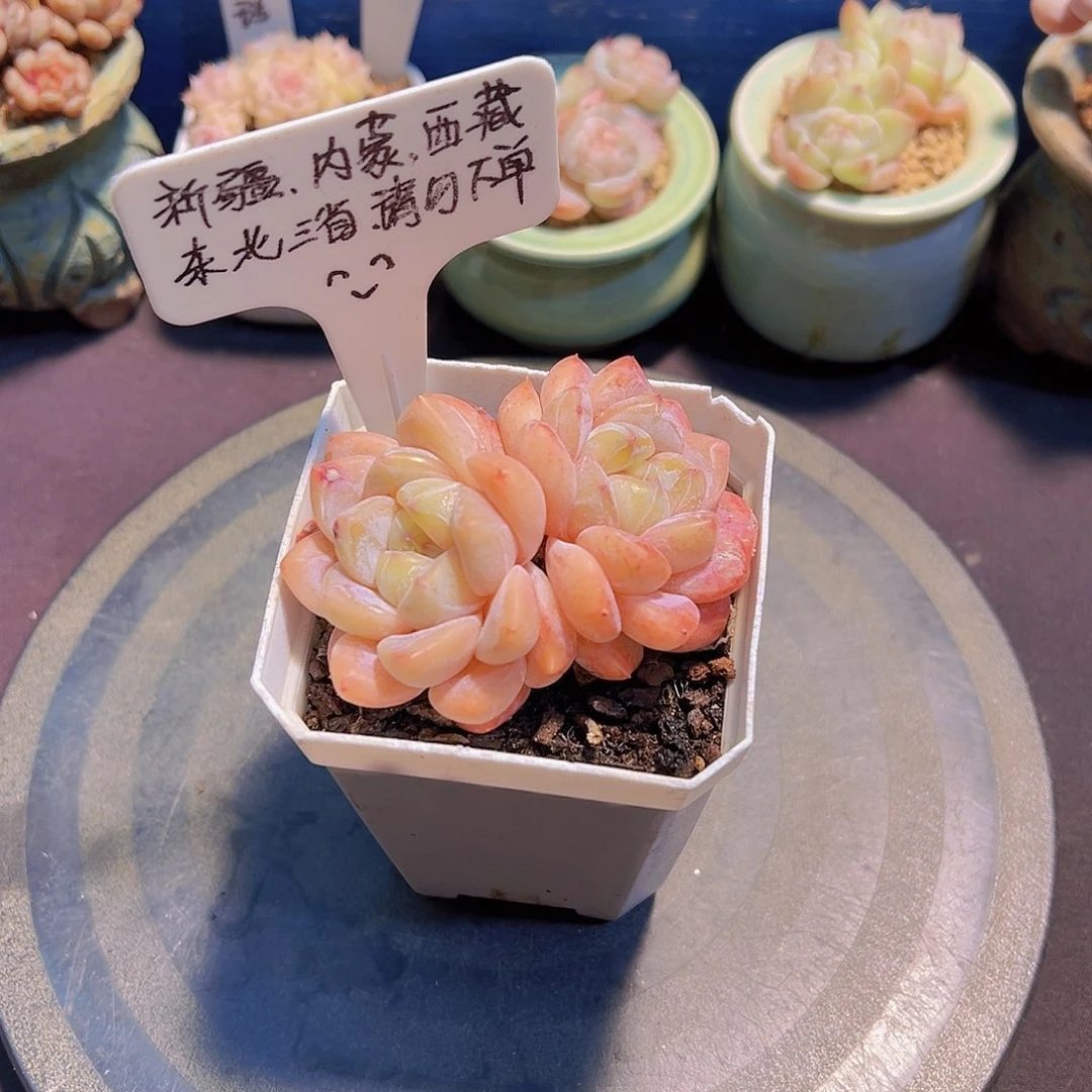 雪魄珍妮，带盆发货，