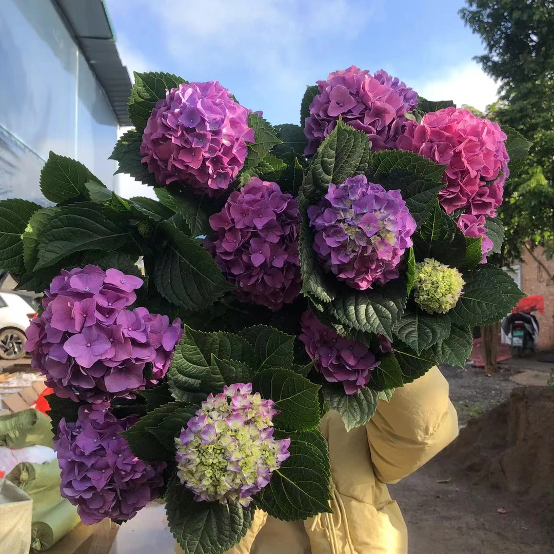 【沉香】粉紫色绣球 云南基地直发 绿植盆栽 美观易养护 阳台庭院