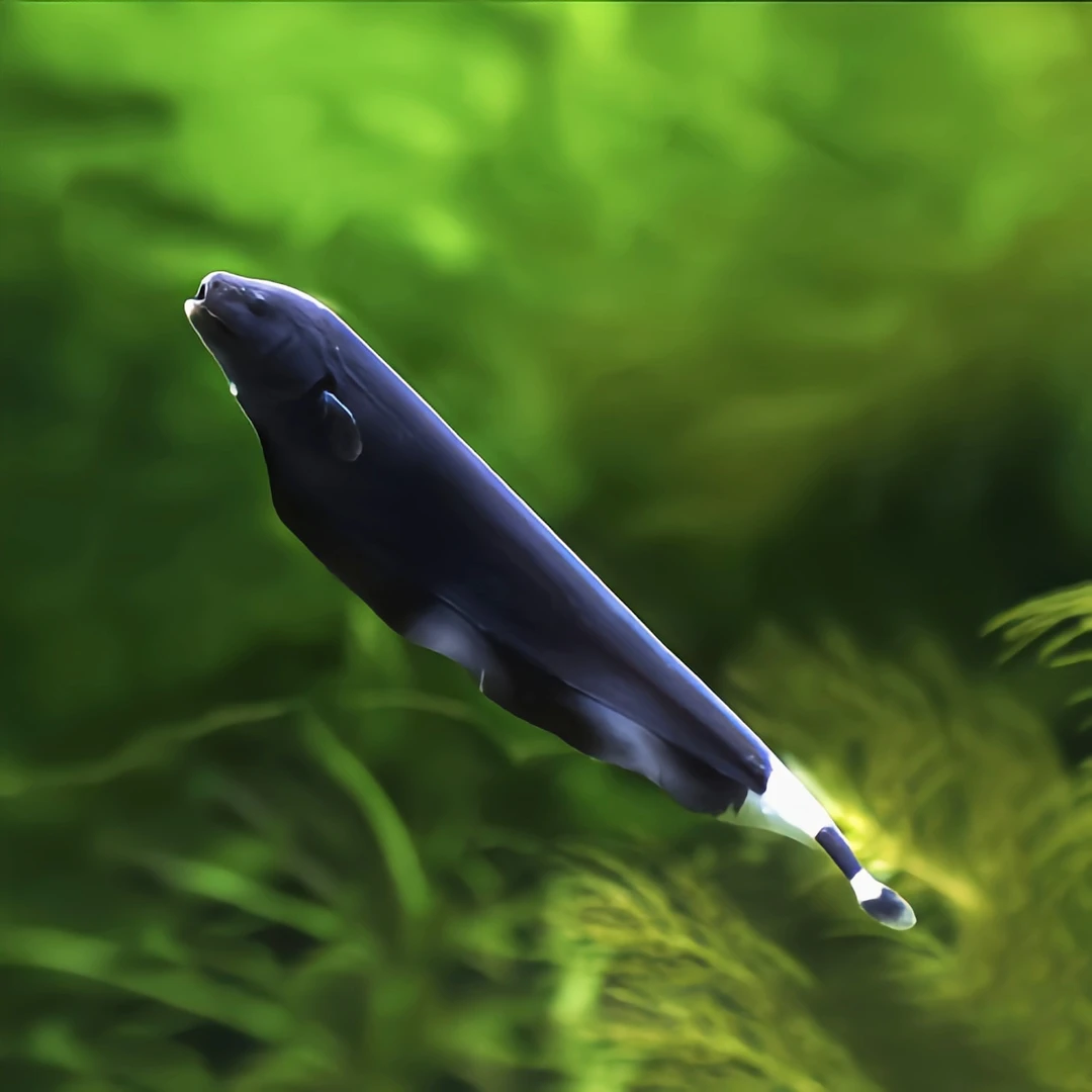 热带观赏鱼黑羽毛鱼魔鬼刀鱼小型淡水可混养宠物鱼