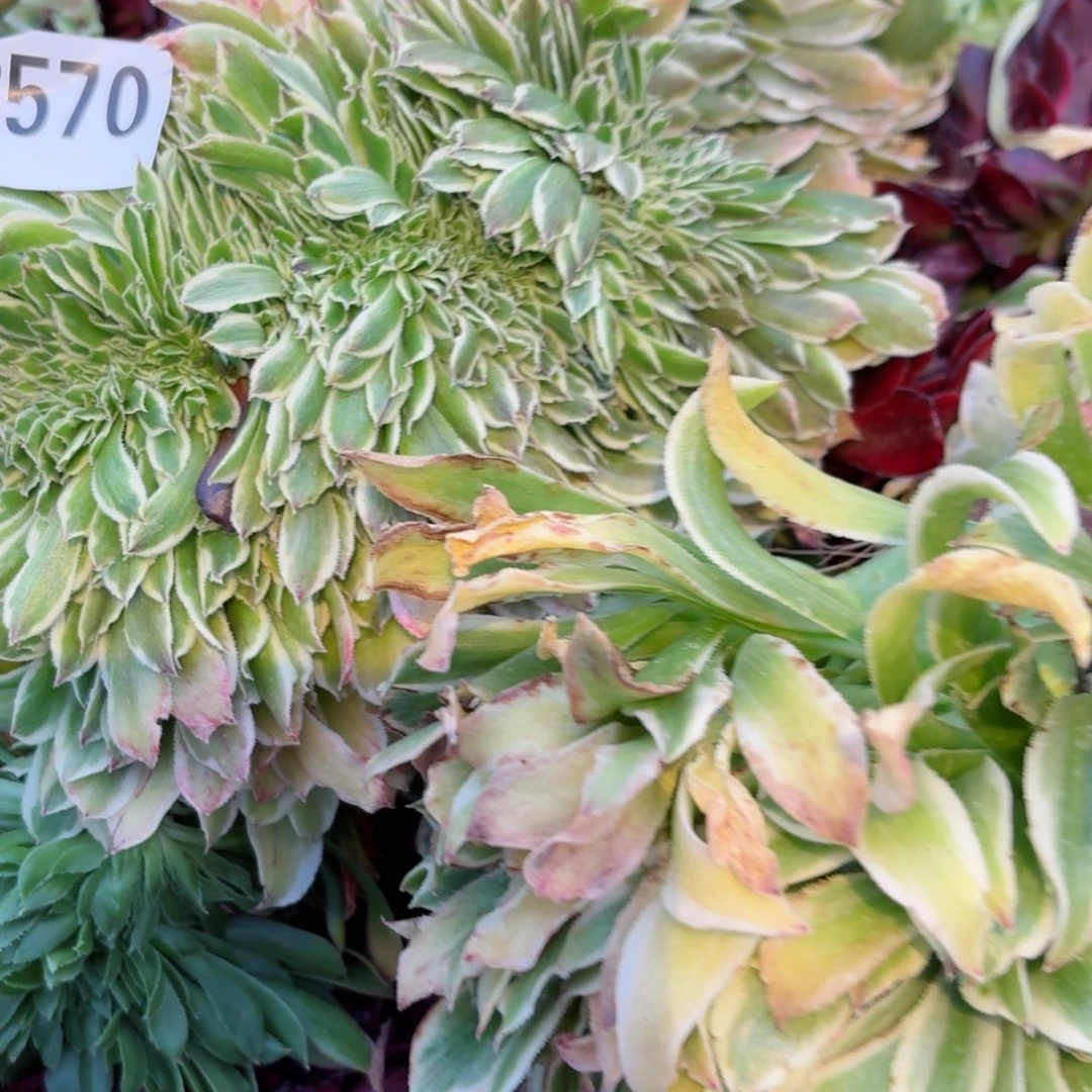 嗯8570 号多肉法师特价