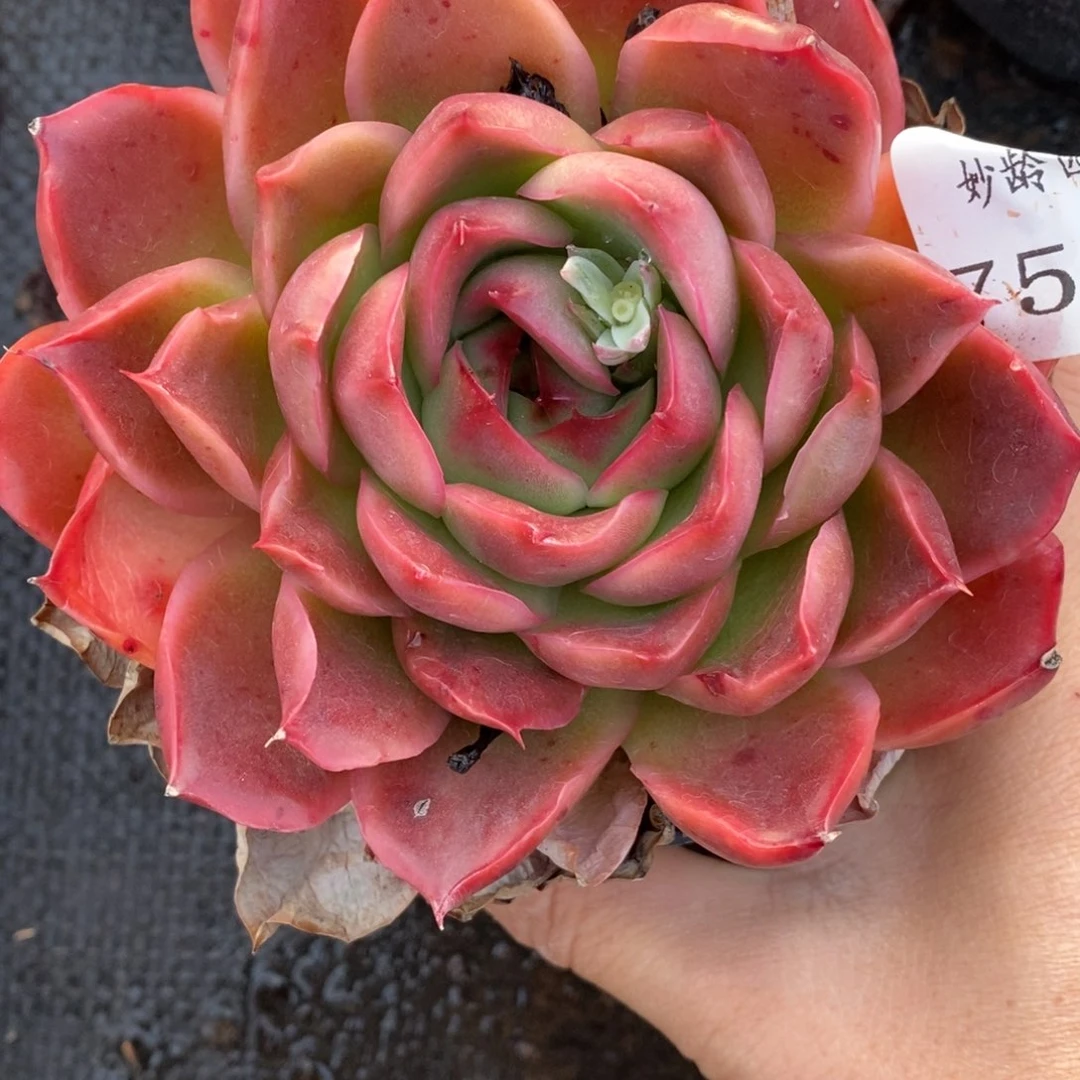 7522杂交多肉老桩