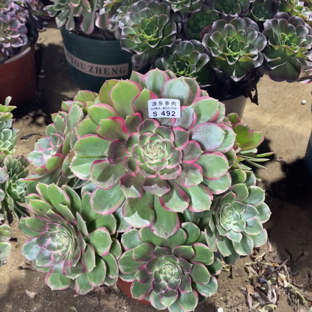 492粉花妖多肉法师断枝不包