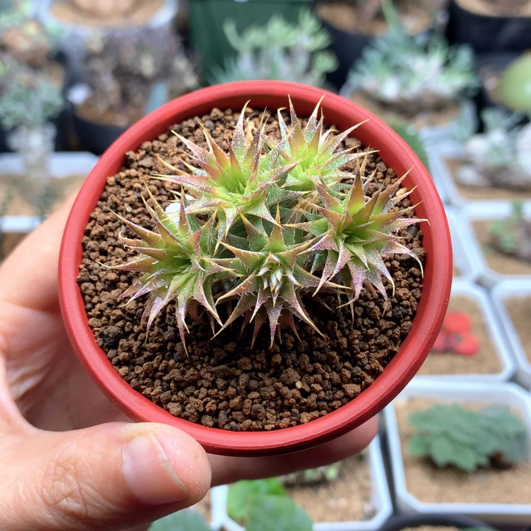 5头坨坨凤带盆多肉