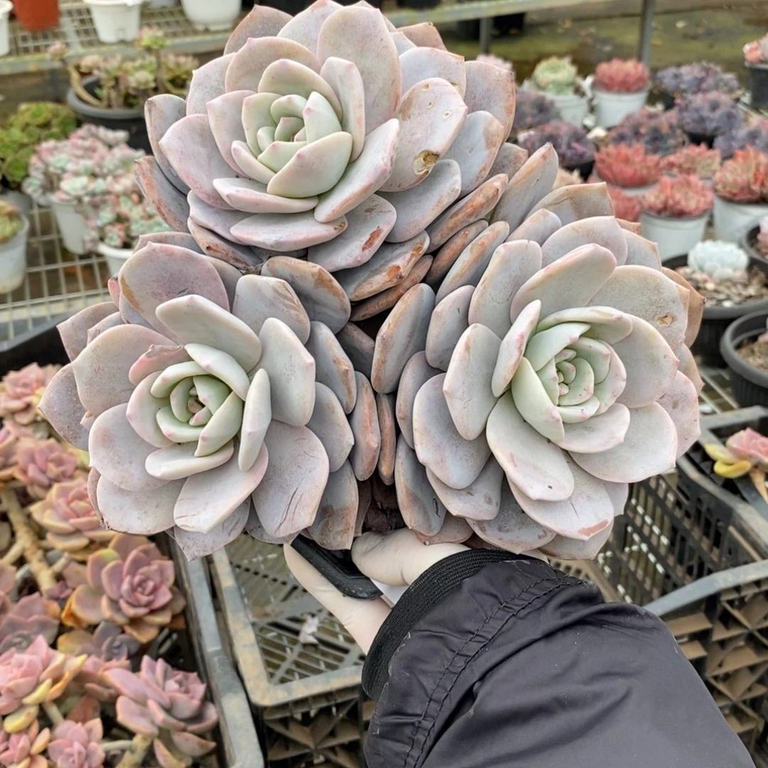 4926红茶多头一物一拍