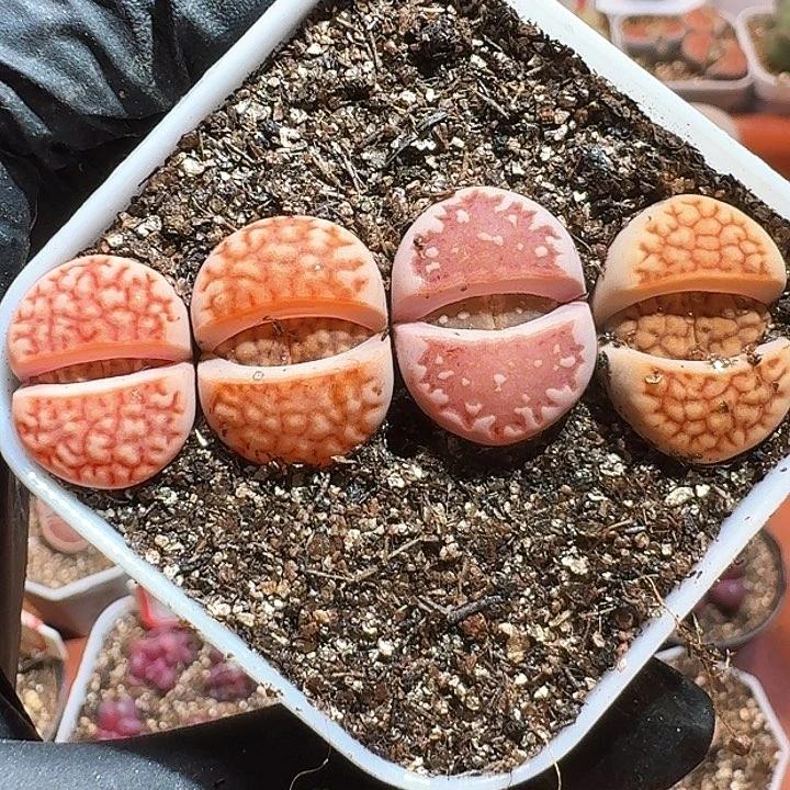 生石花23:：：。  219