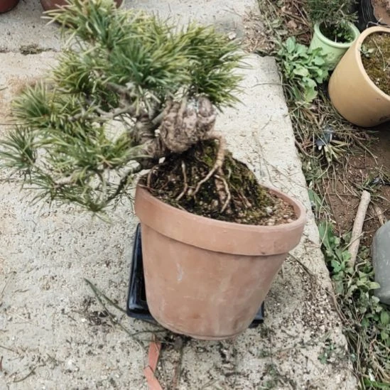 红陶矮霸老桩松树盆景