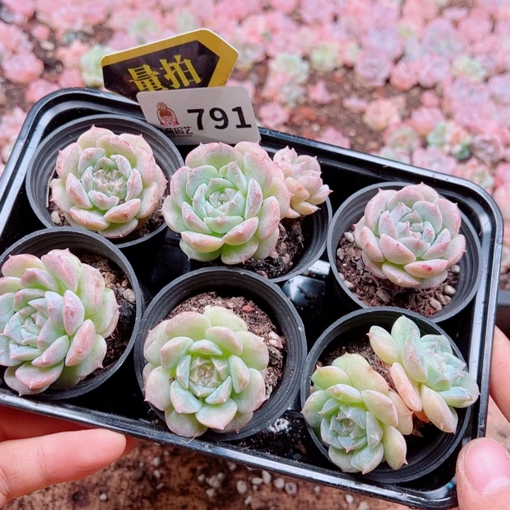 多肉植物多肉植物