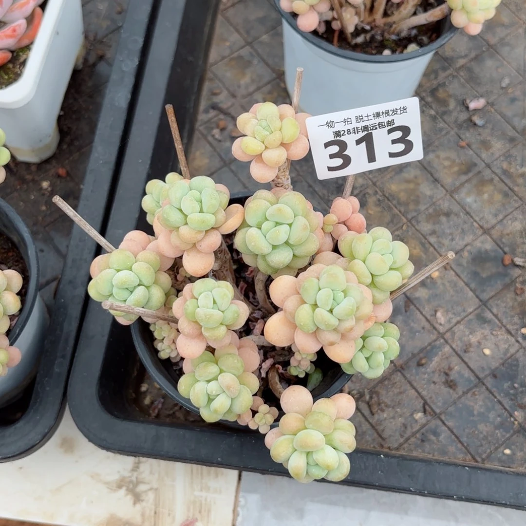 韩系洛可可老桩无盆土发货