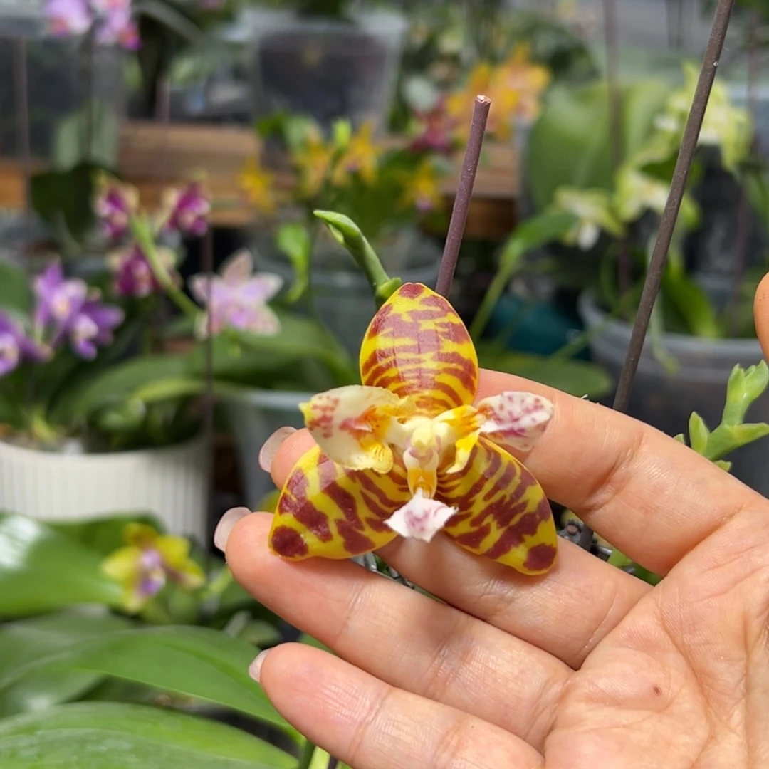 大部分花苞少量开放