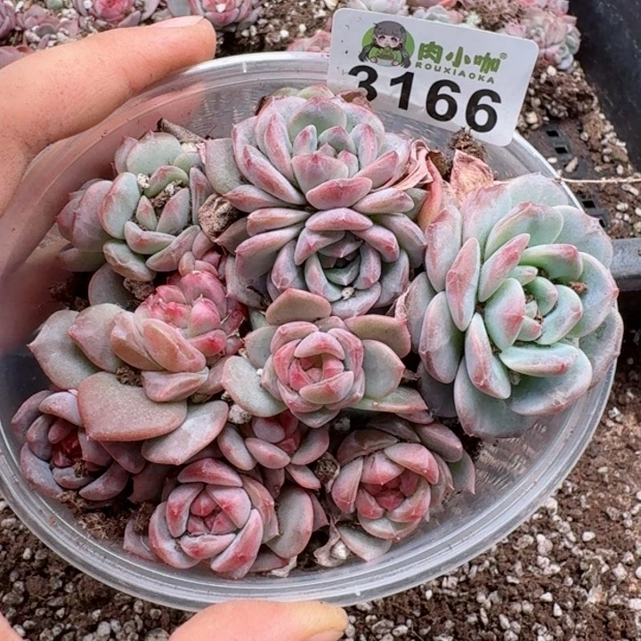 多肉植物多肉植物