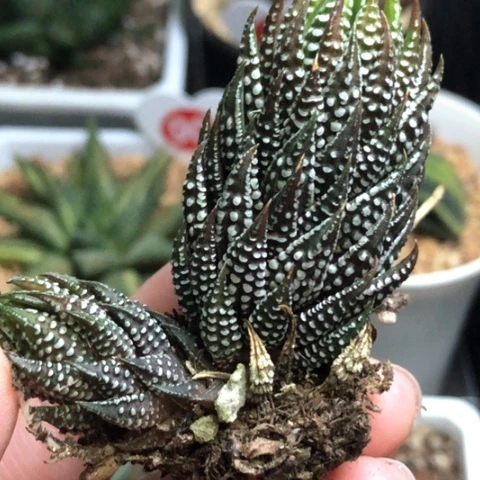 小白鸽哈哈哈哈哈哈哈