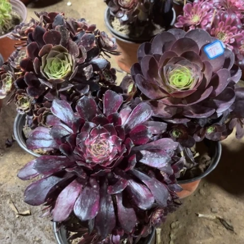 782多肉植物组合