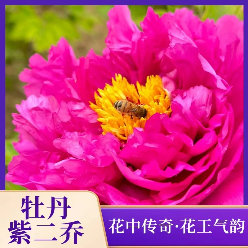 紫二乔汉牡丹园牡丹花卉重瓣阳台庭院花卉地栽