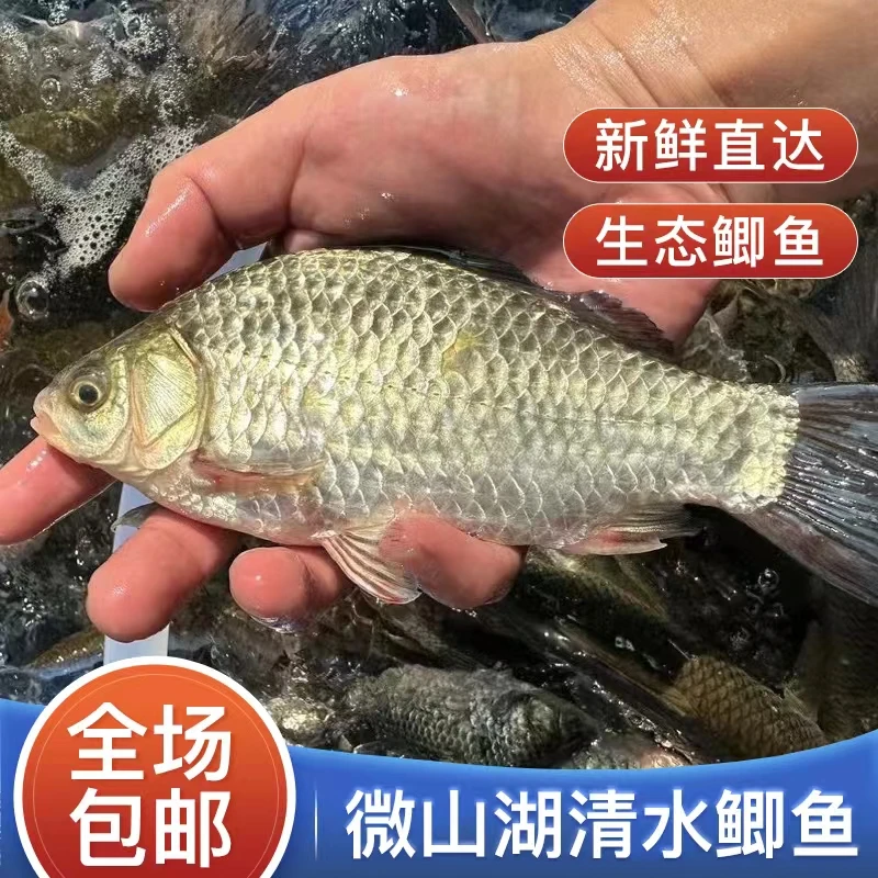 正宗微山湖野生鲫鱼渔民捕捞新鲜河鱼湖鱼新鲜鲫鱼现杀损耗15-20%