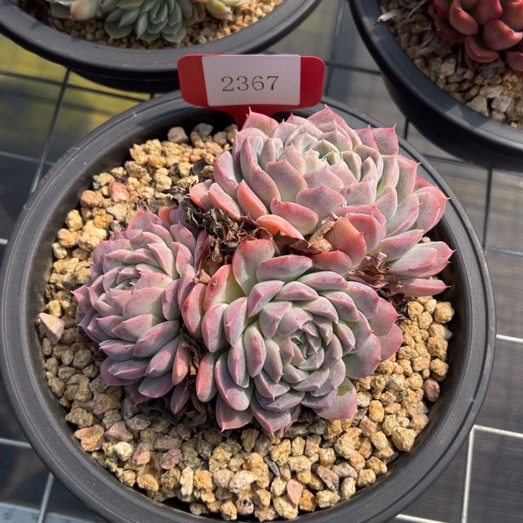 小*2367多肉多多多多多