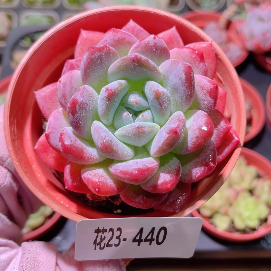 花利美23-440冰糖