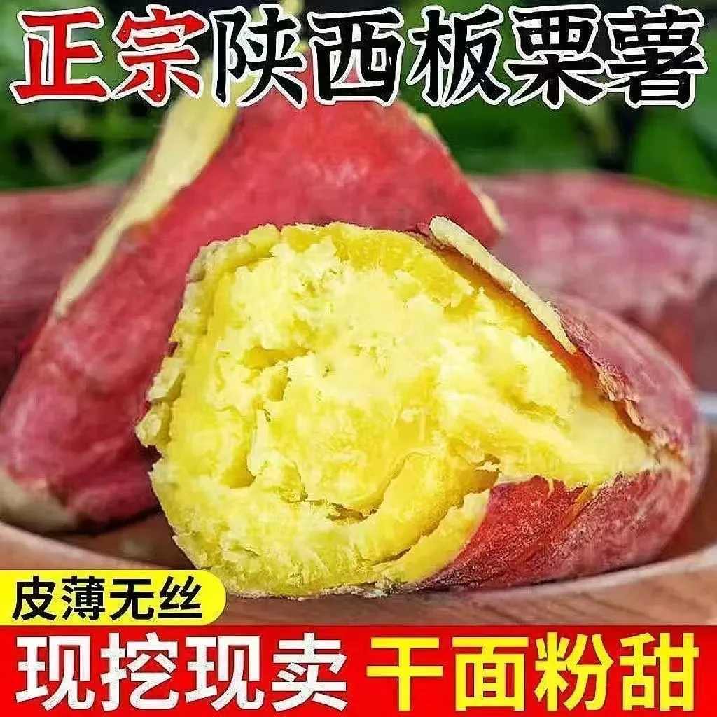 新鲜现挖陕西板栗红薯粉糯香甜饱满皮薄粗粮代餐桥头地瓜