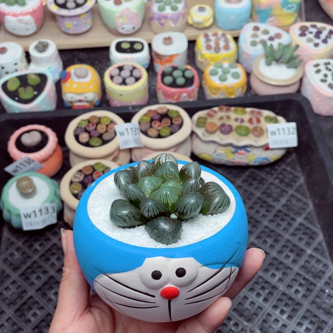 w1135 -零下地区拍保温箱 -15支持寄养