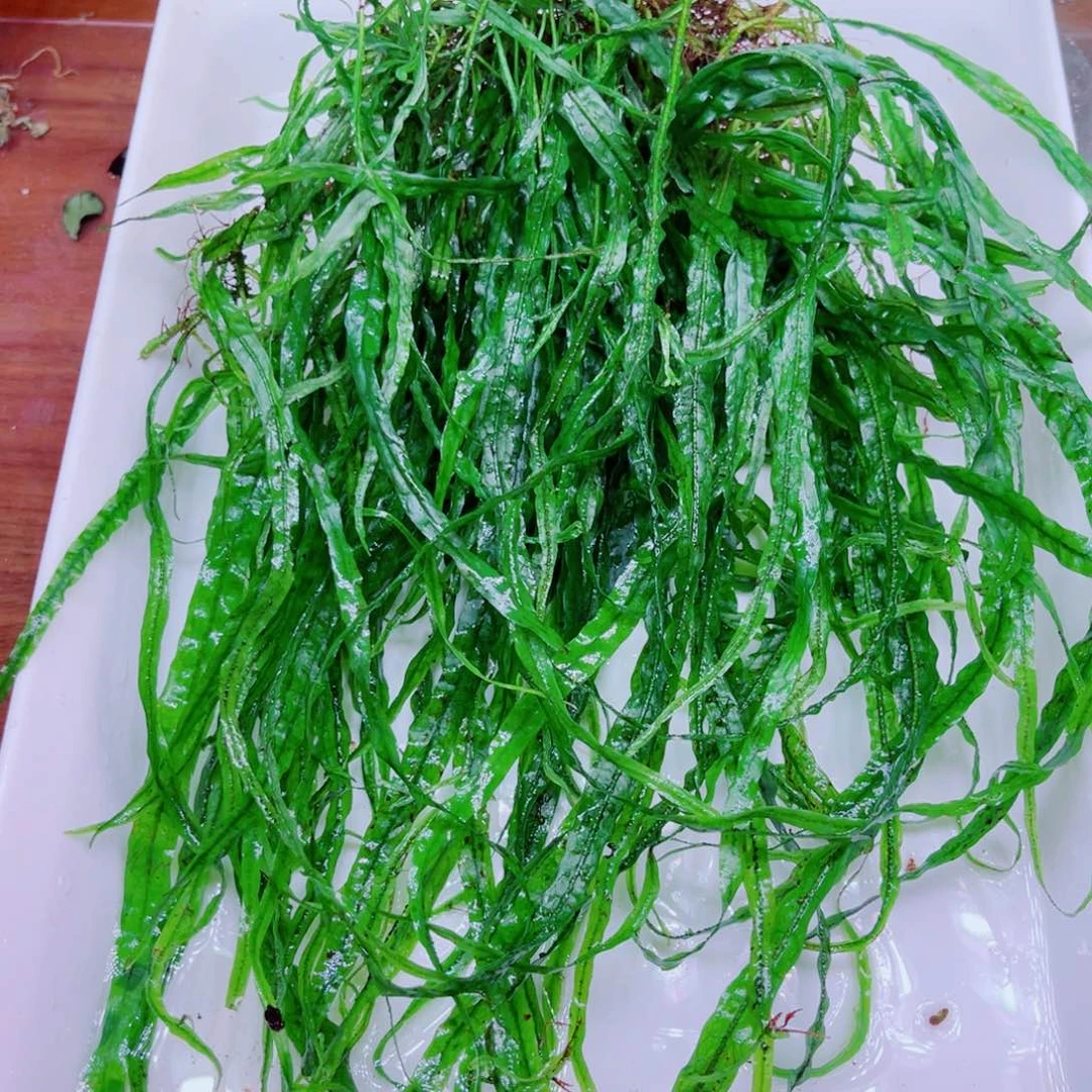 美小呆哇塞套餐一份