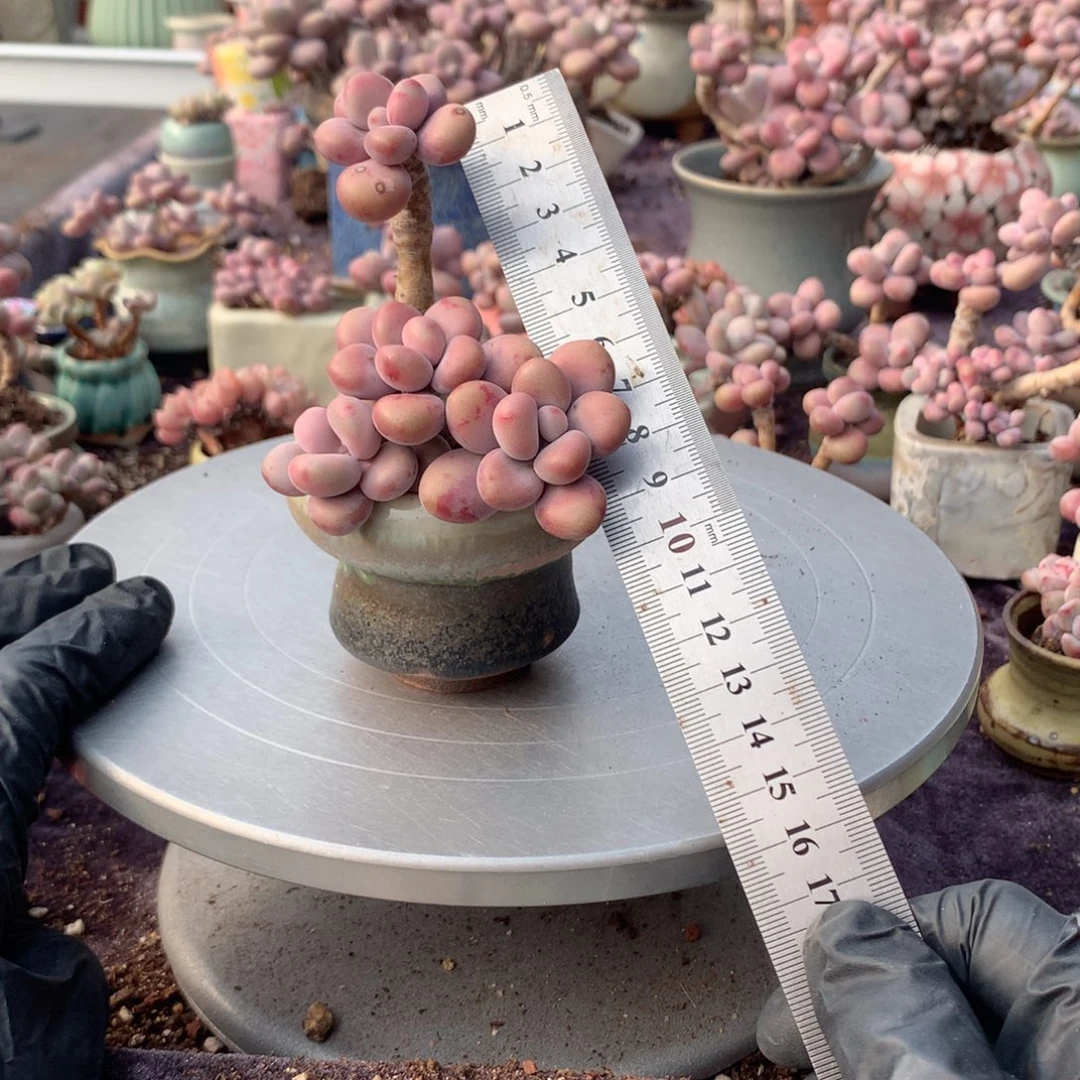 10号桃蛋带盆偏远地区不包邮的