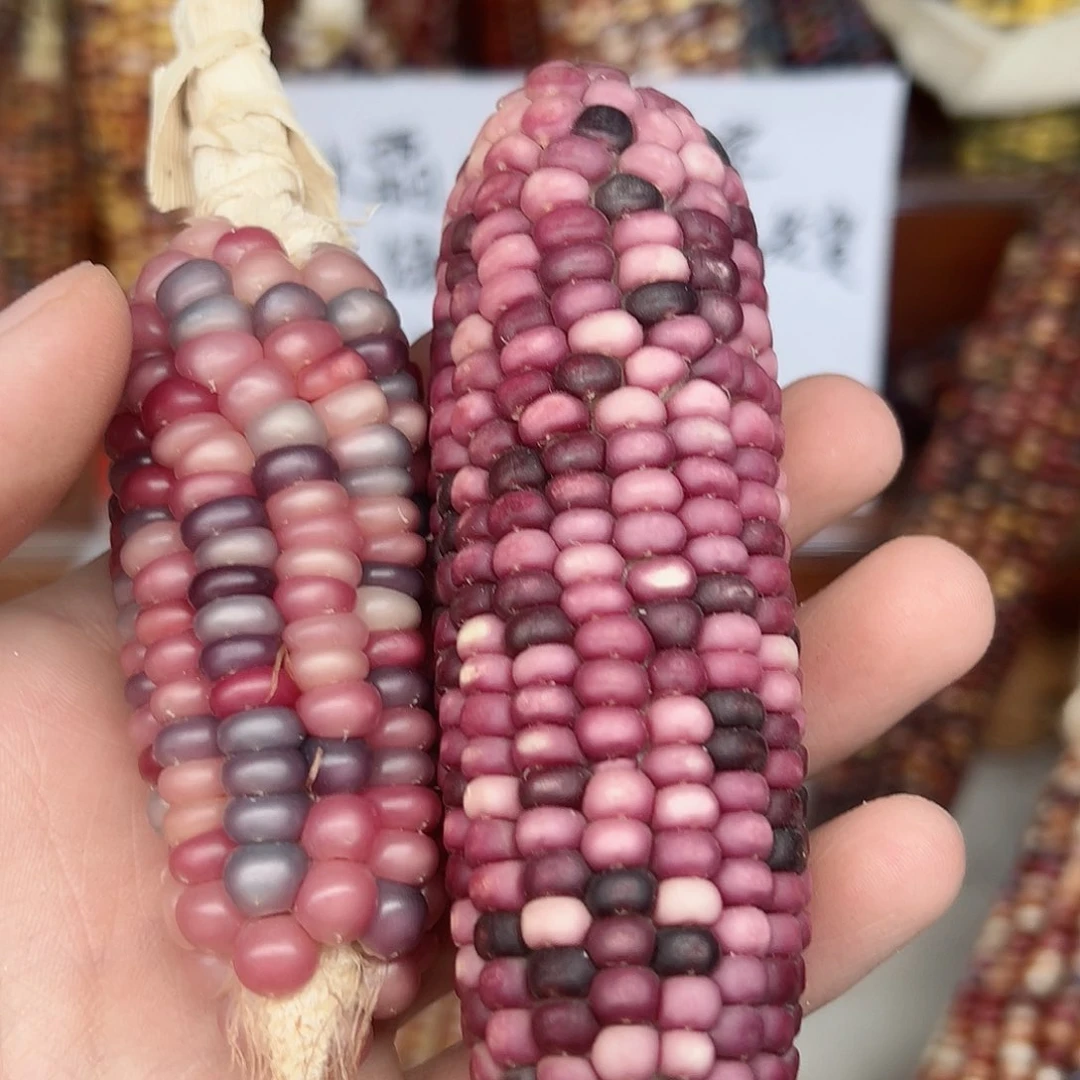 欧***觉文玩玉米毛料精品