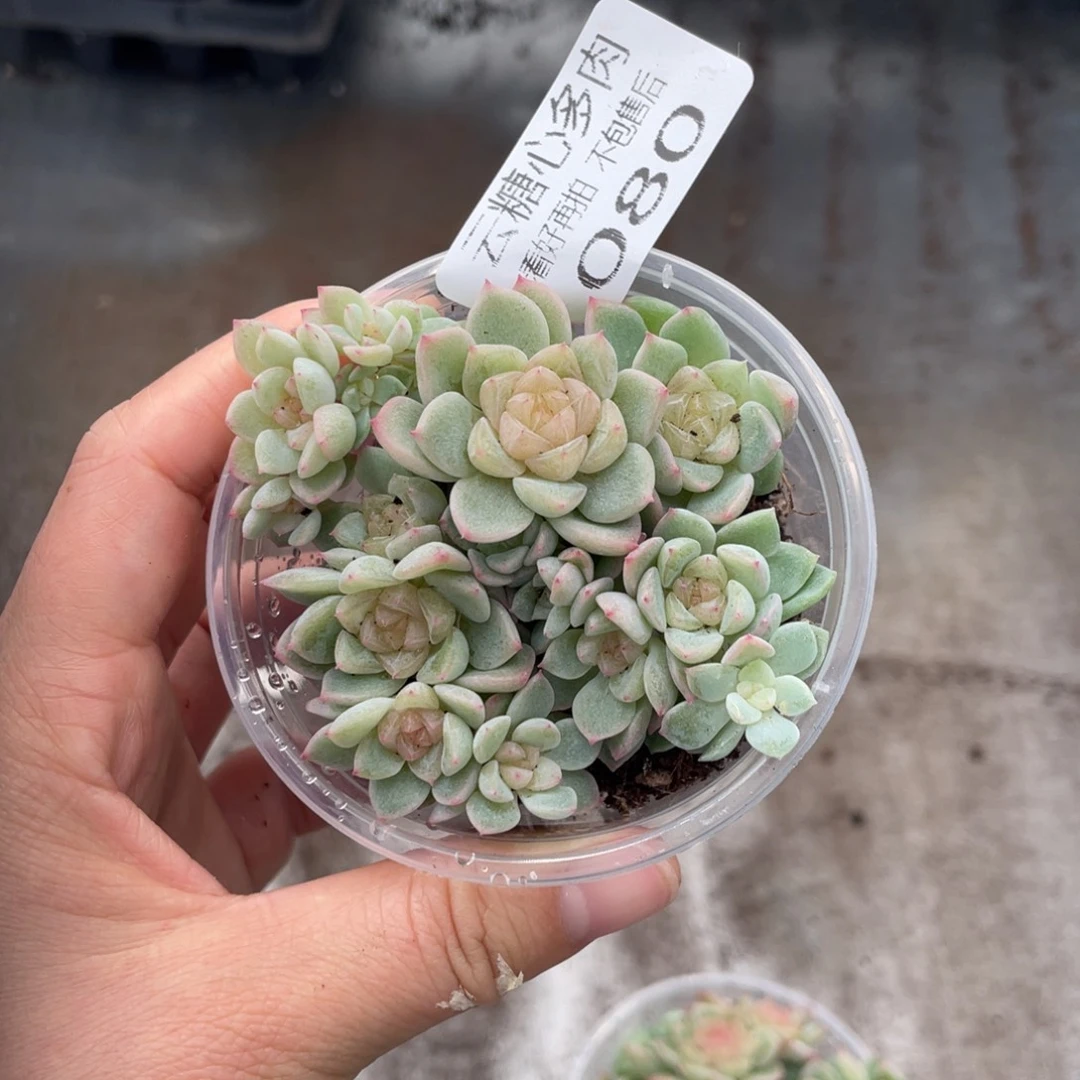 云糖心多肉植物080