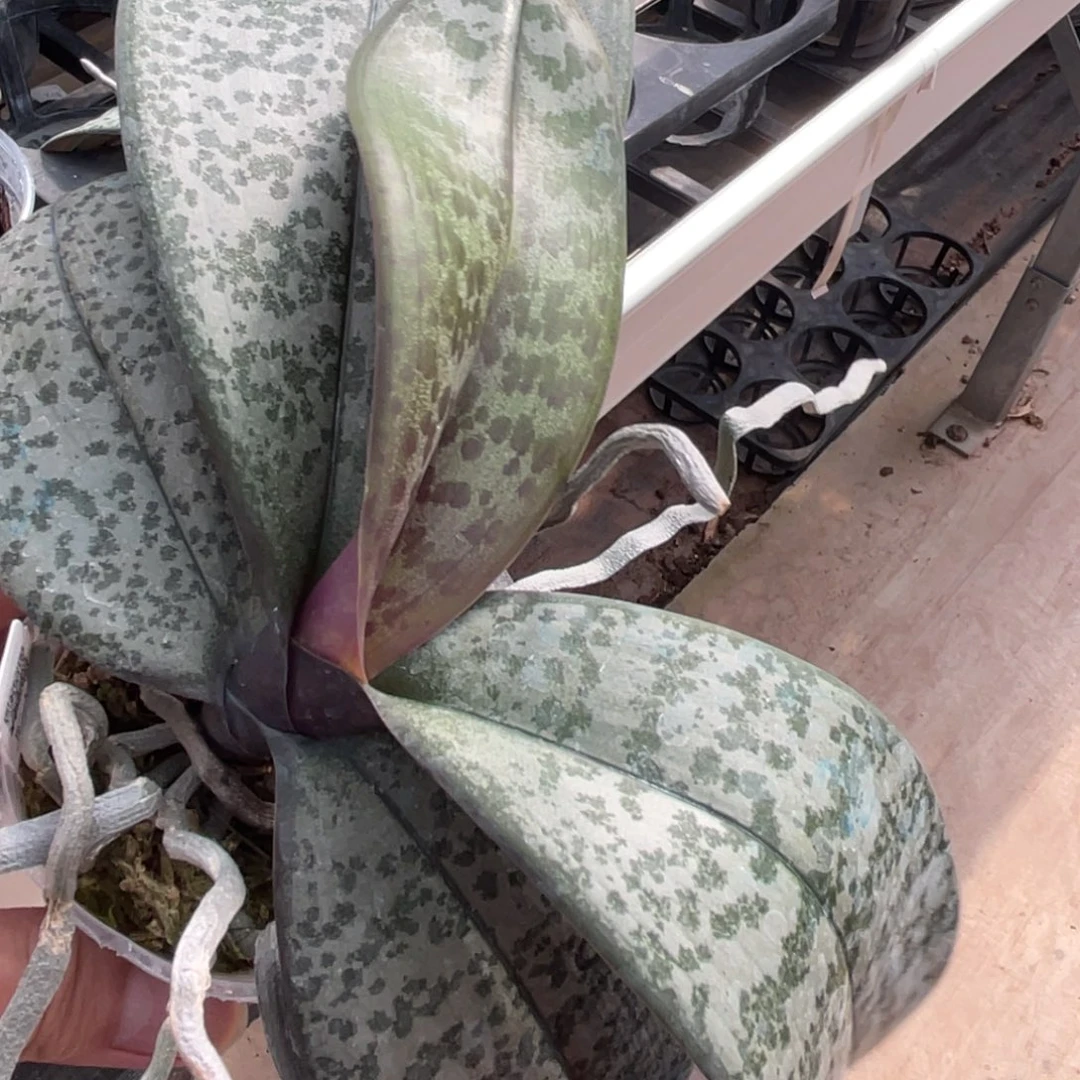 完全开放SWR M606-原厂-1035