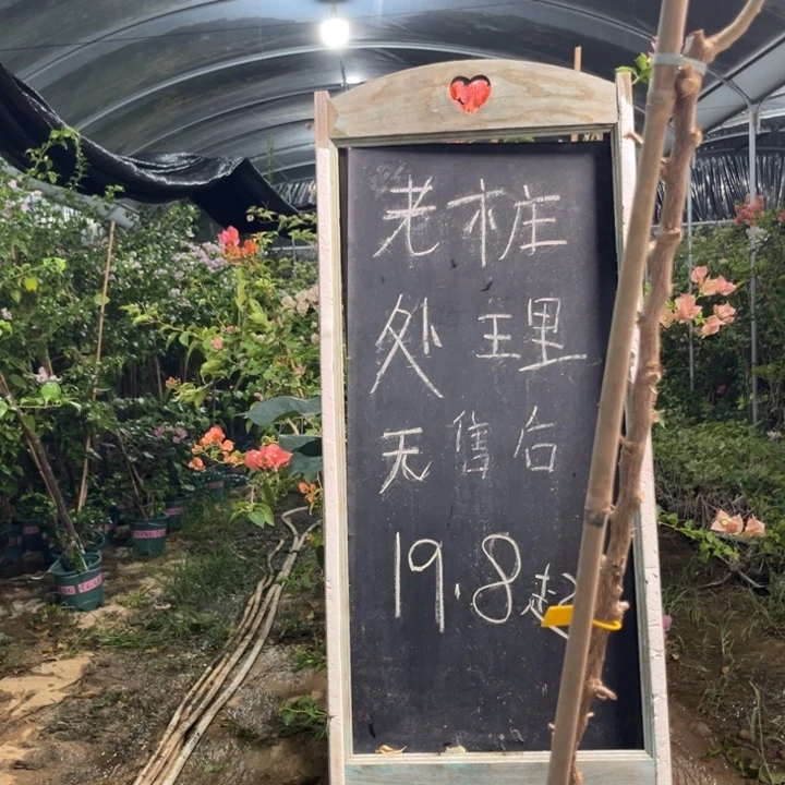 无花朵三角梅三角梅840