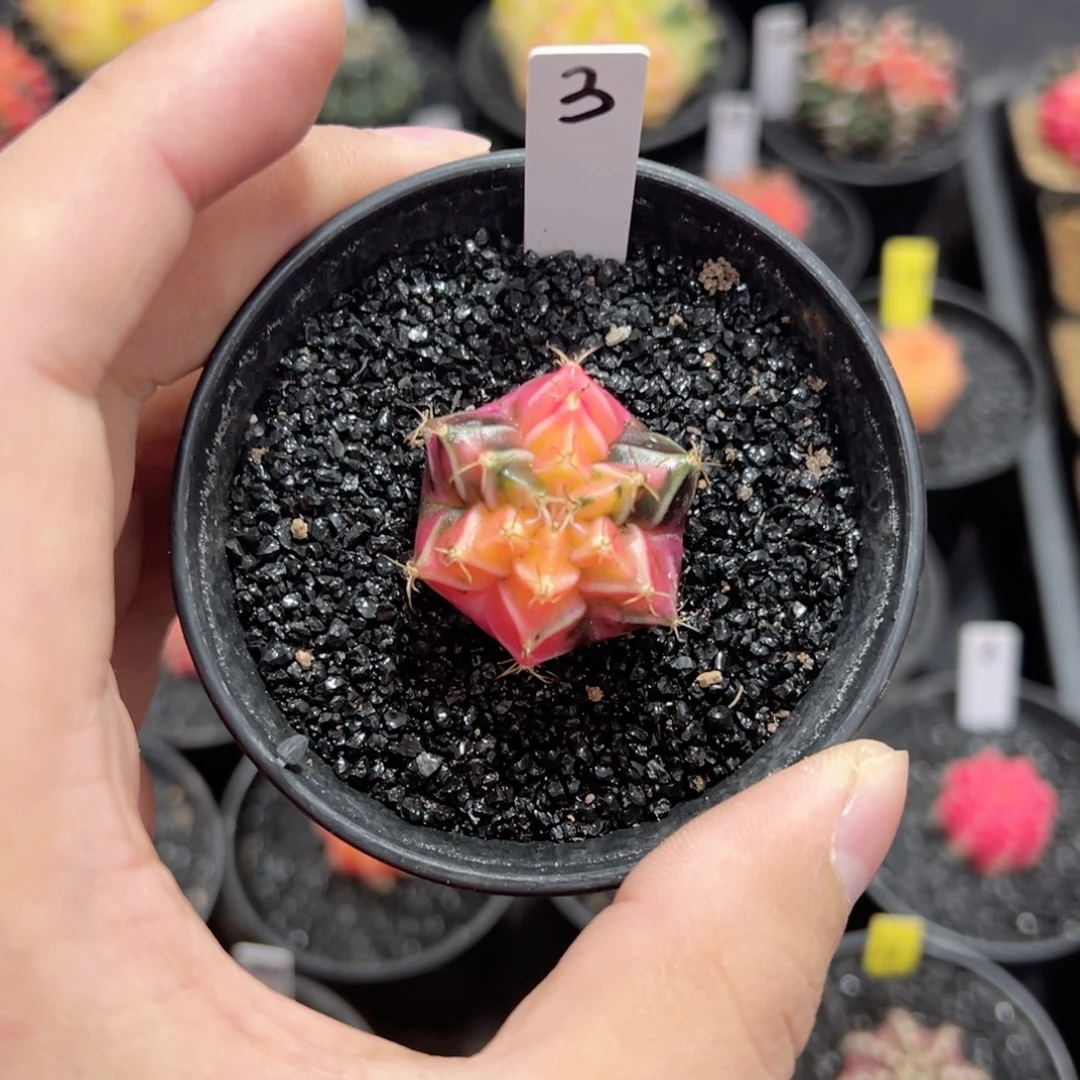 6棱米哈——（默认脱土发货）