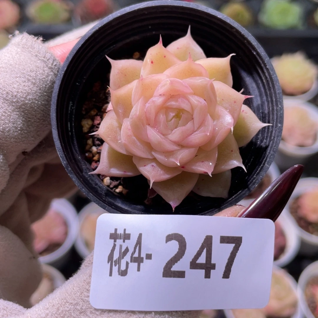 花利美 4-247麦秆单头