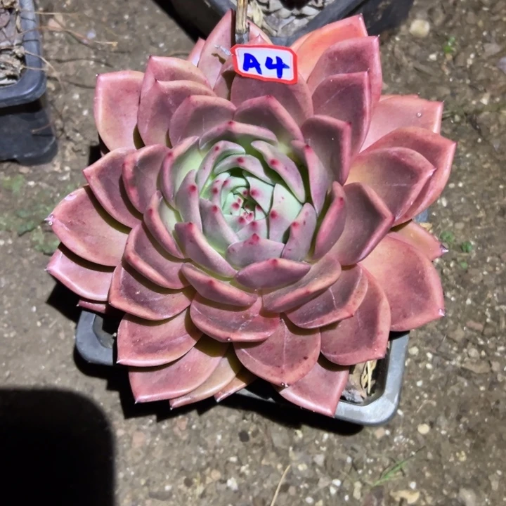 潮***趣精品多肉植物老桩