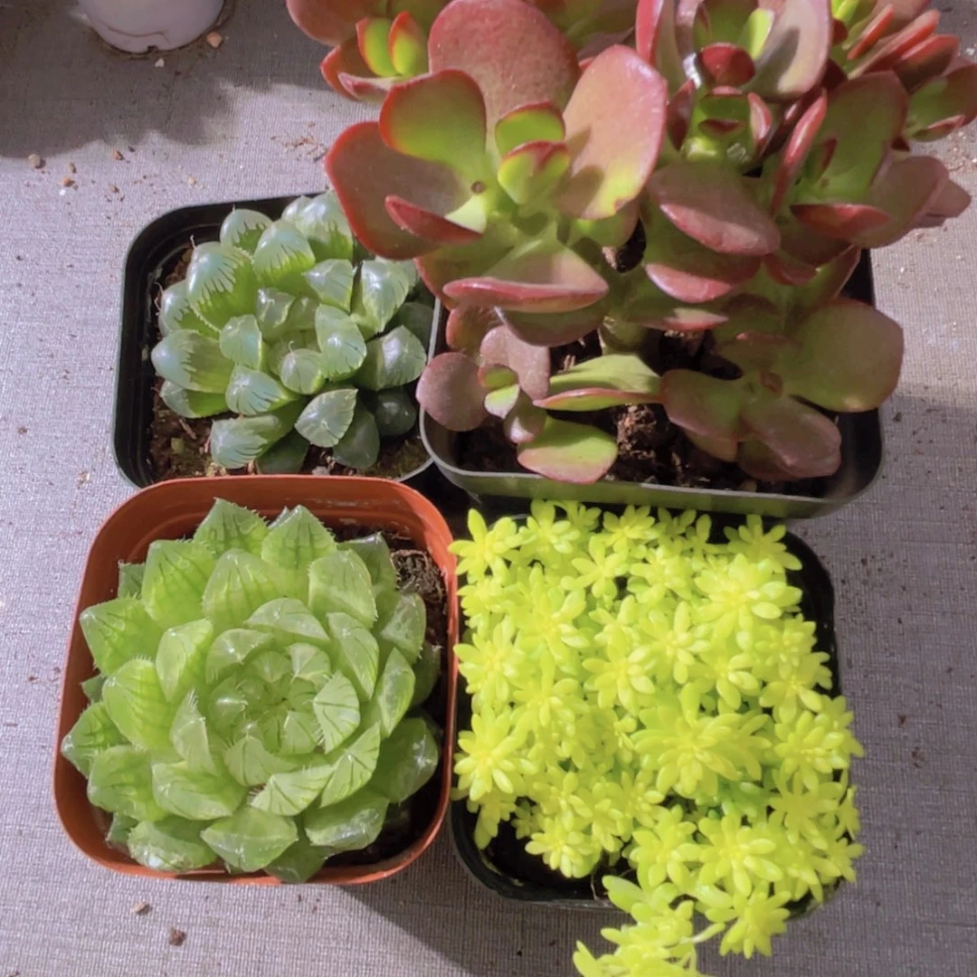 -*3冰灯 樱水晶 姬红花月 黄金草