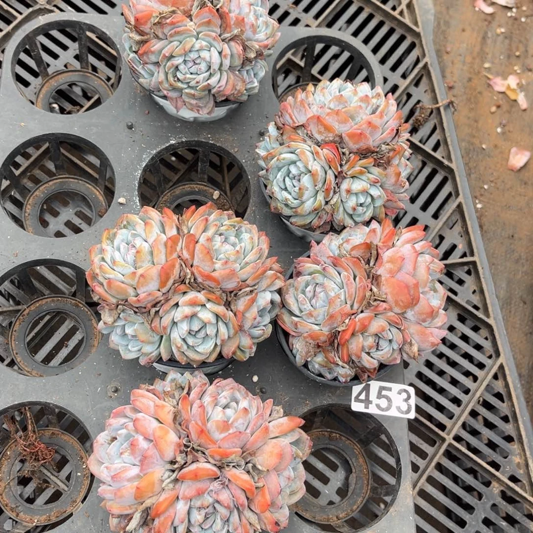 453号新疆西藏内蒙古不包邮