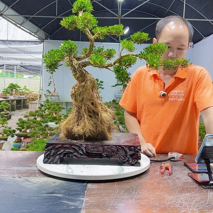 完全开放用****9黄杨设备室外好养