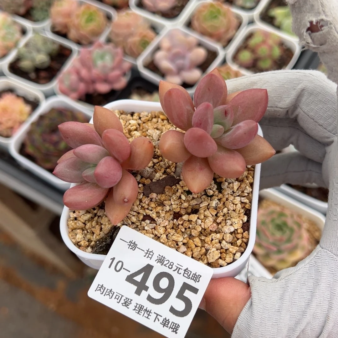 桃花源多肉多肉多肉多肉