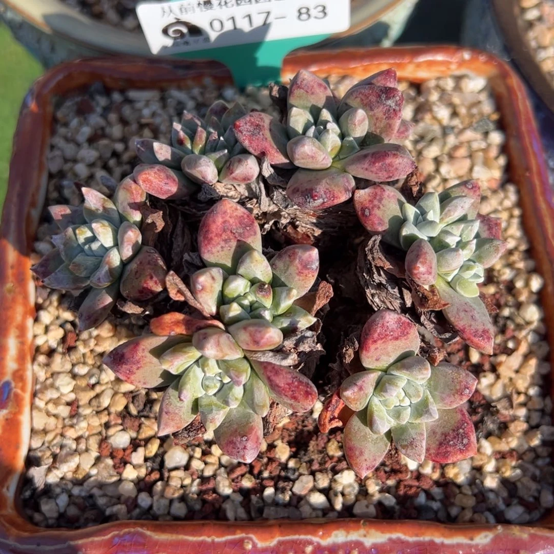 从前慢多肉精选编号0117.83