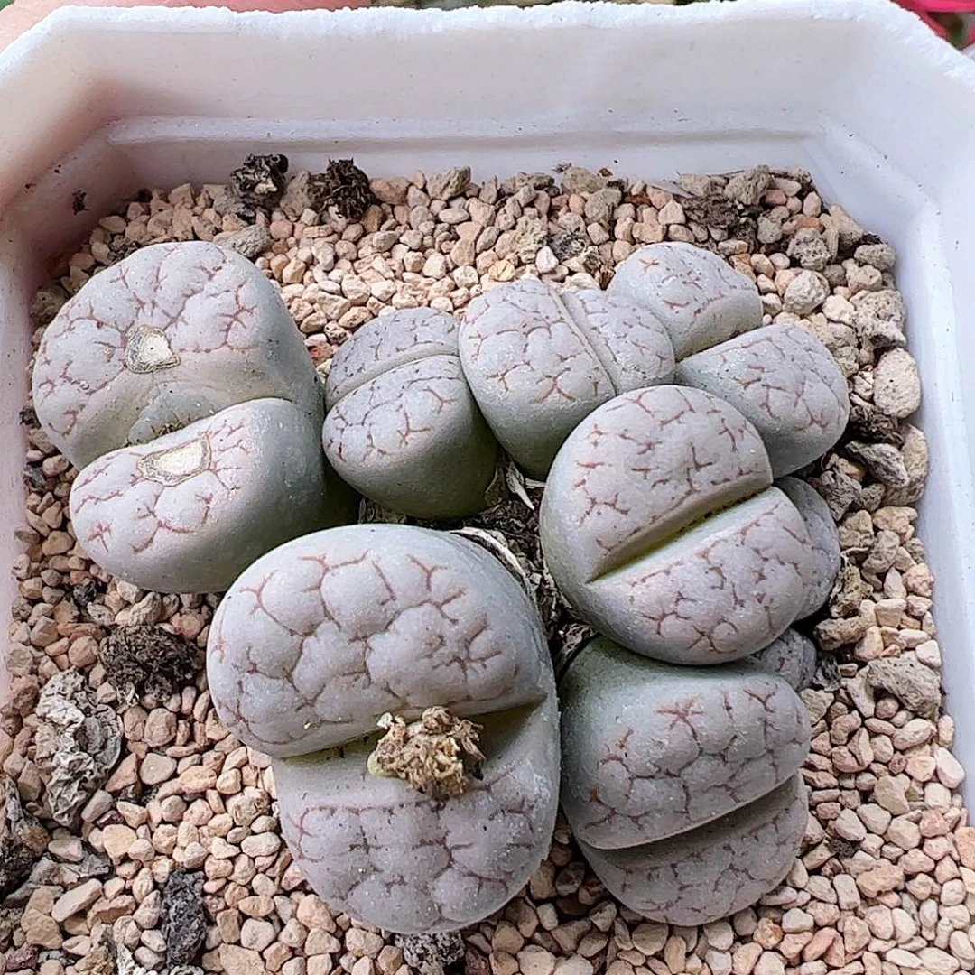 荒玉群生带盆发…………………