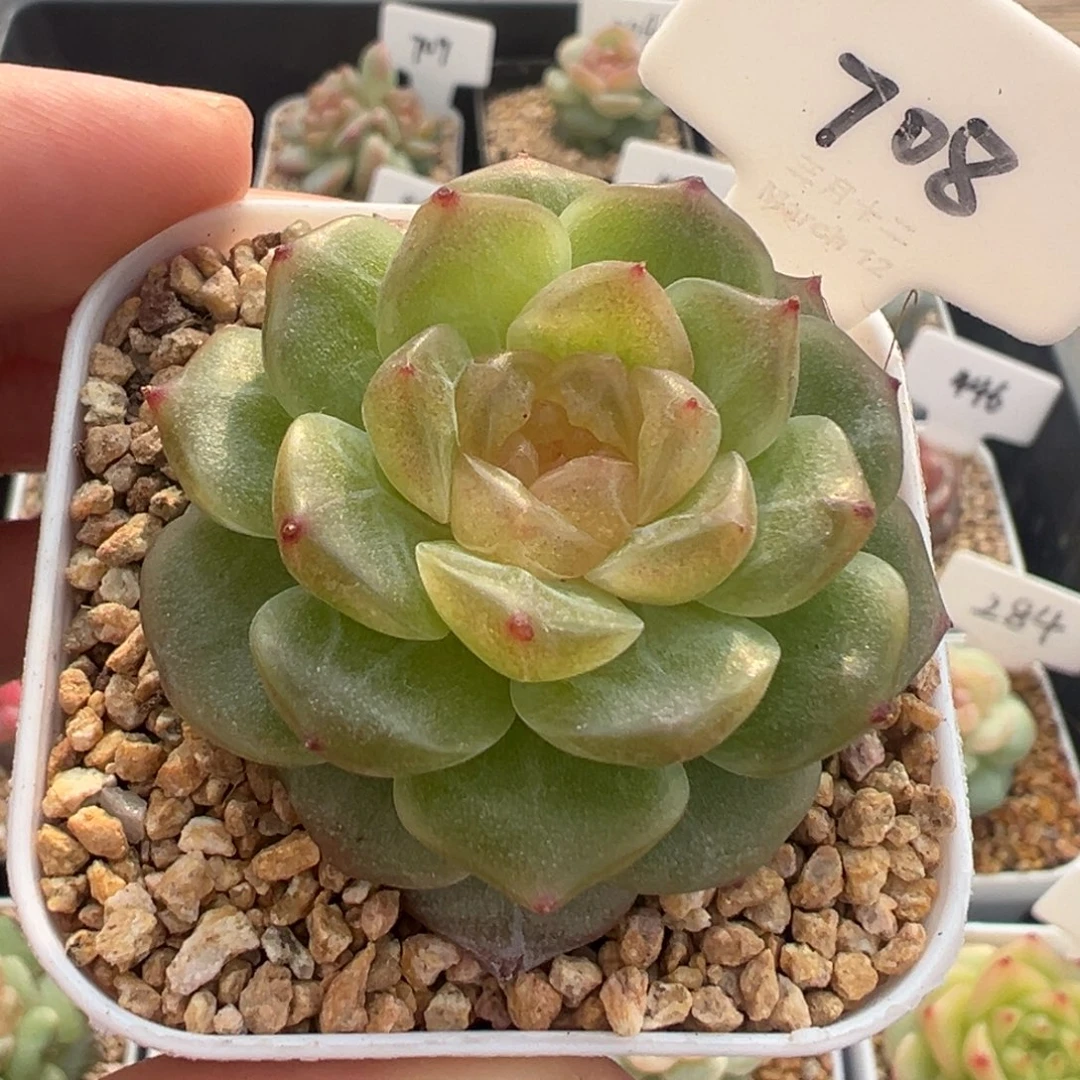 708号无尽灯 晗雨多肉