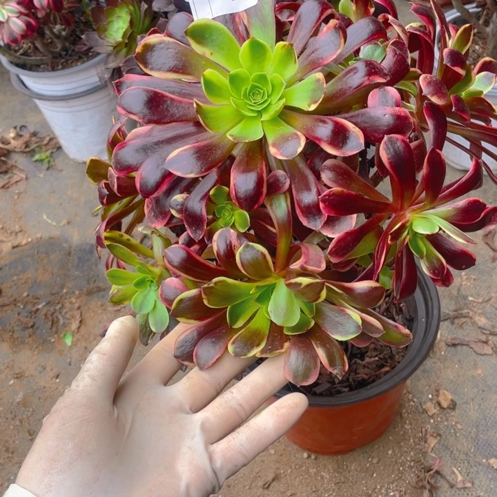 多肉欧嘉莉法师，有断枝131