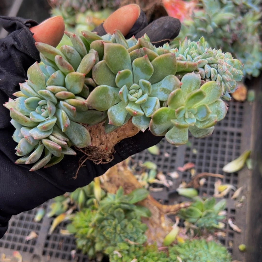 草莓冰沙琥珀缀微瑕