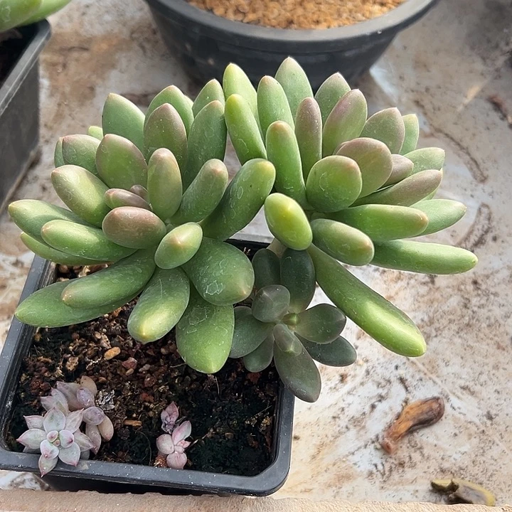 芒果奶群生多头多肉