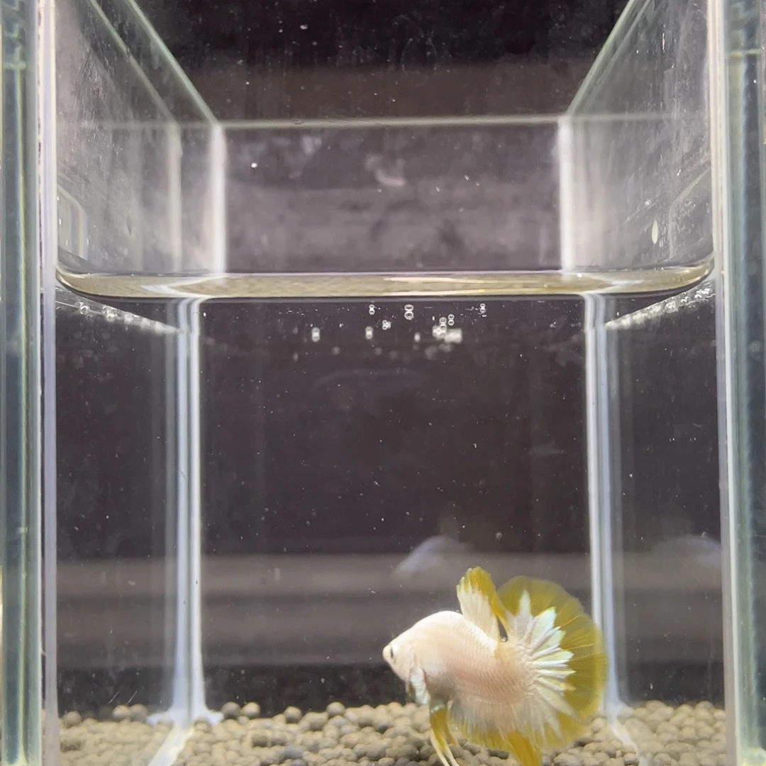 斗鱼38号星尾血黄龙公