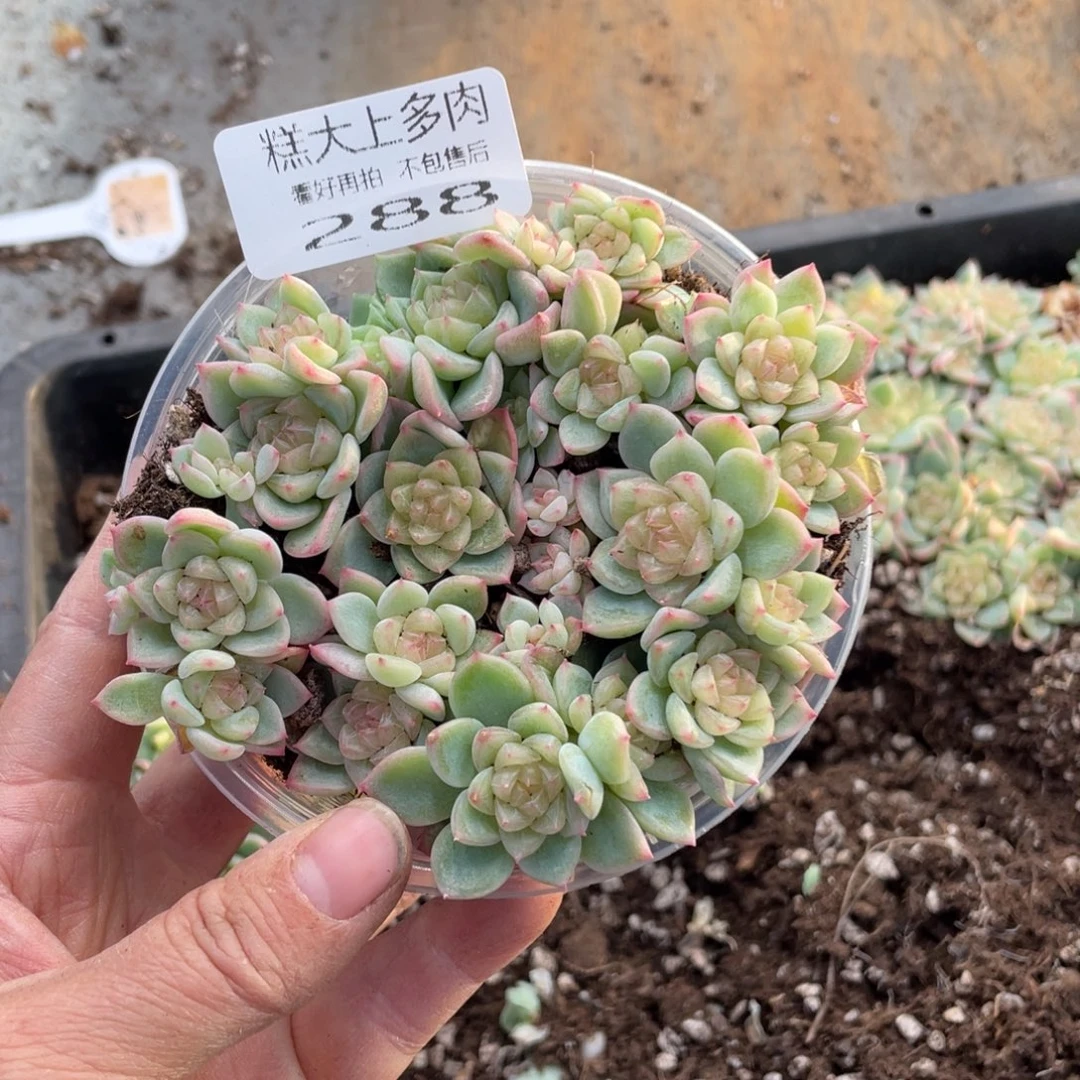 *****糕大上多肉植物288