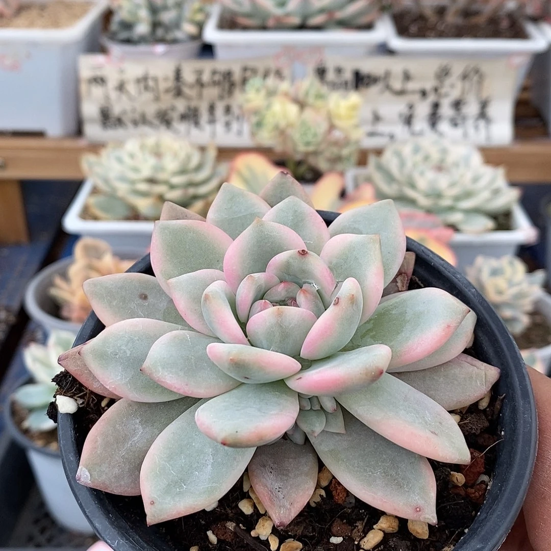 02212 橙梦露覆轮锦带崽 7 天后发货