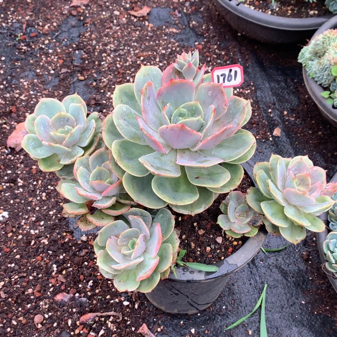 白雪公主1761晓晓一物一拍