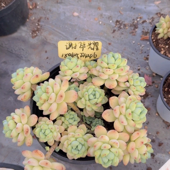 健健康康平平安安