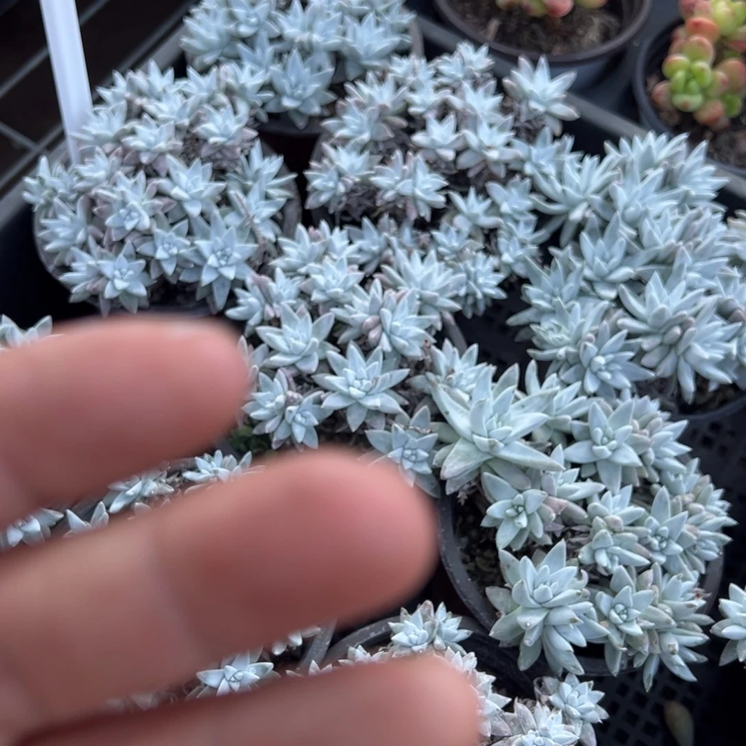 白菊有砍15头以上一颗量拍多肉满9.9包邮下午发