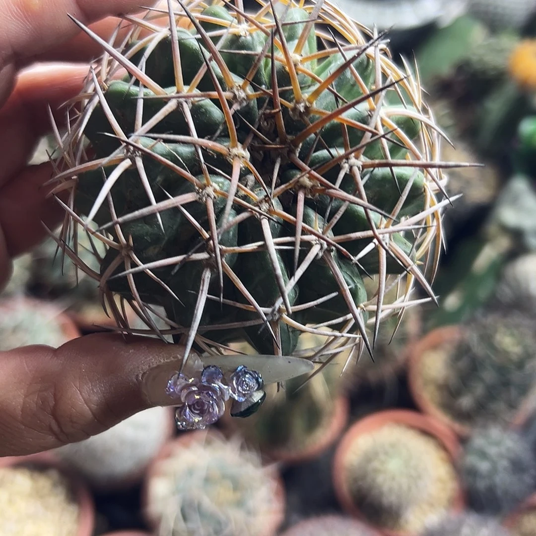 圆盘有根仙人球6666666