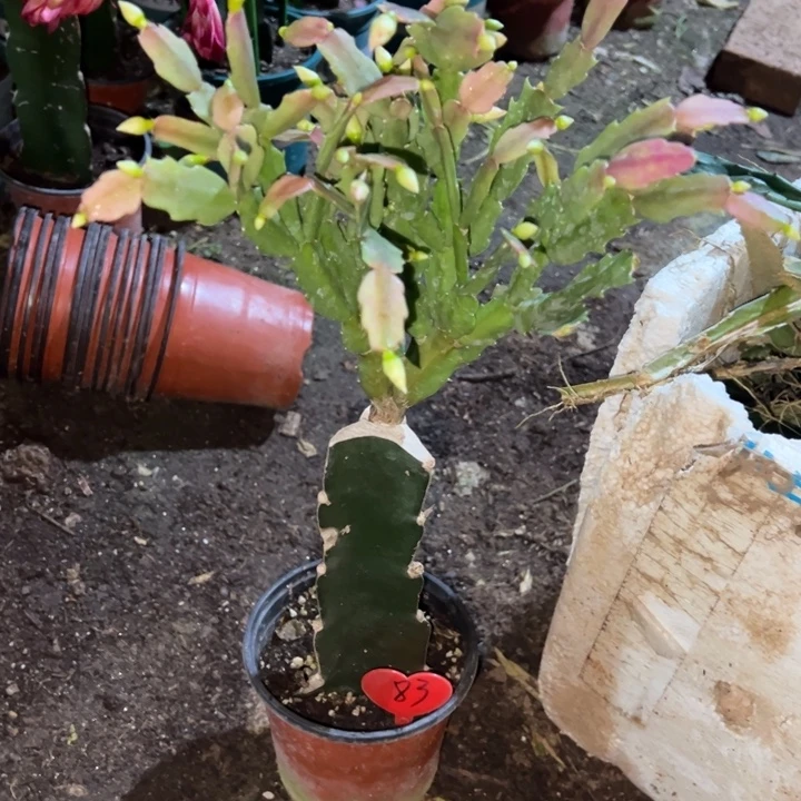 杨***姐当前无花栽培后可以开花2099  83